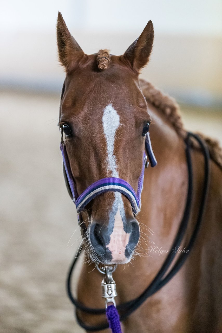 Bild 6 - Pony Akademie Turnier